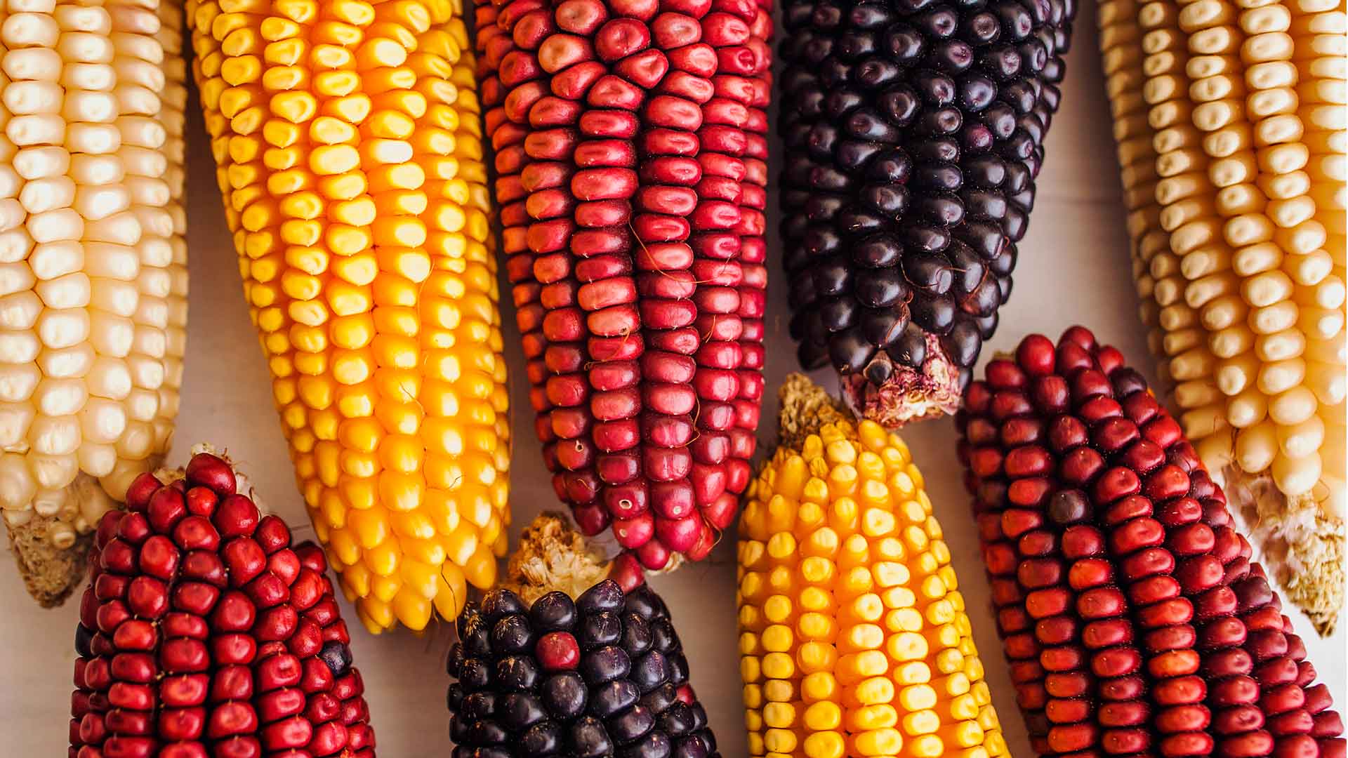 El maíz en Mexico | Mexhaus